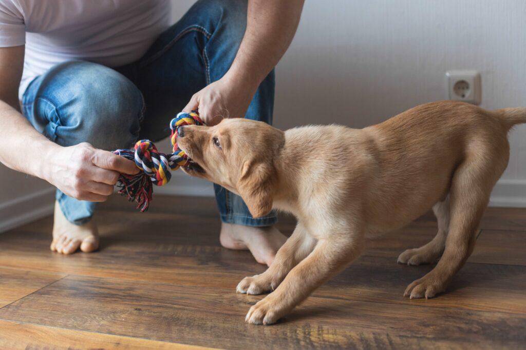 Ein junger Mann spielt zu Hause mit seinem Labrador-Retriever-Welpen mit einem bunten Fadenspielzeug. Pflege und Ausbildung von Hunden