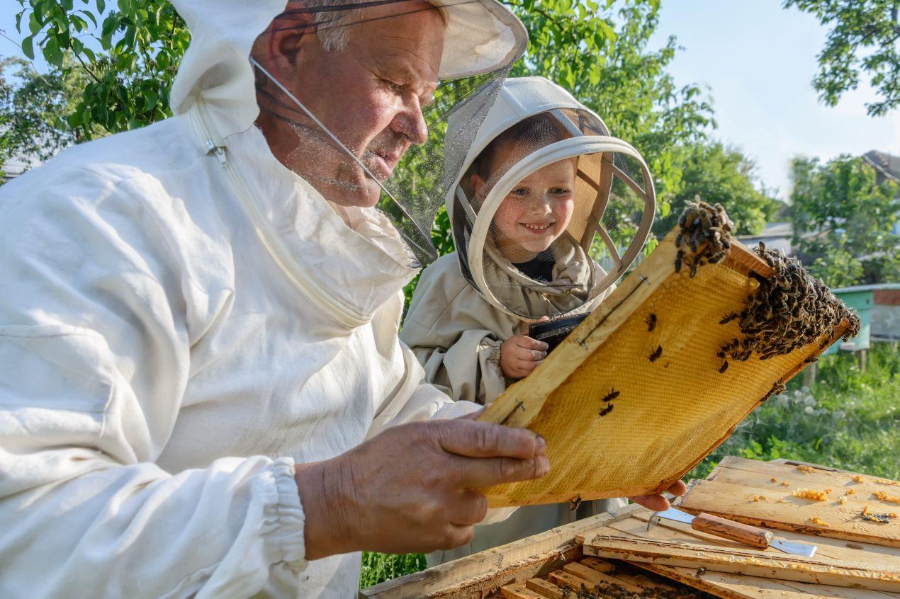 Imker mit Kind inspiziert Bienenstock, nachhaltige Bienenzucht als Basis für Propolis kaufen.