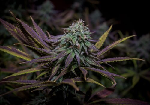 Ein Blick hinter die Kulissen kontrollierter Cannabiszucht: Qualität statt Zufall